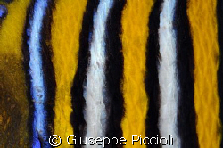 Bars&stripes by Giuseppe Piccioli 